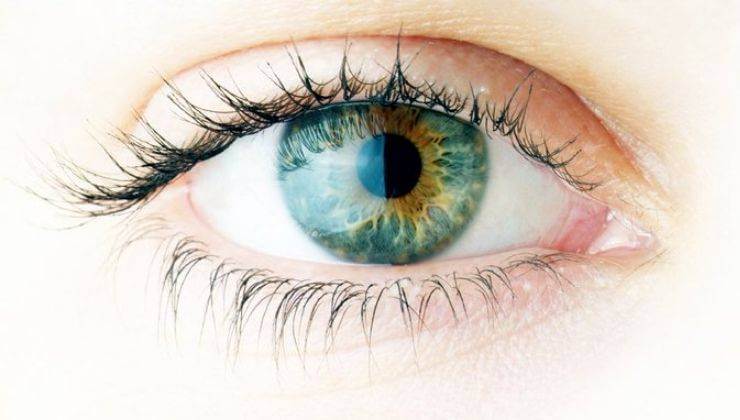 Human Eye Fundación IMO 
